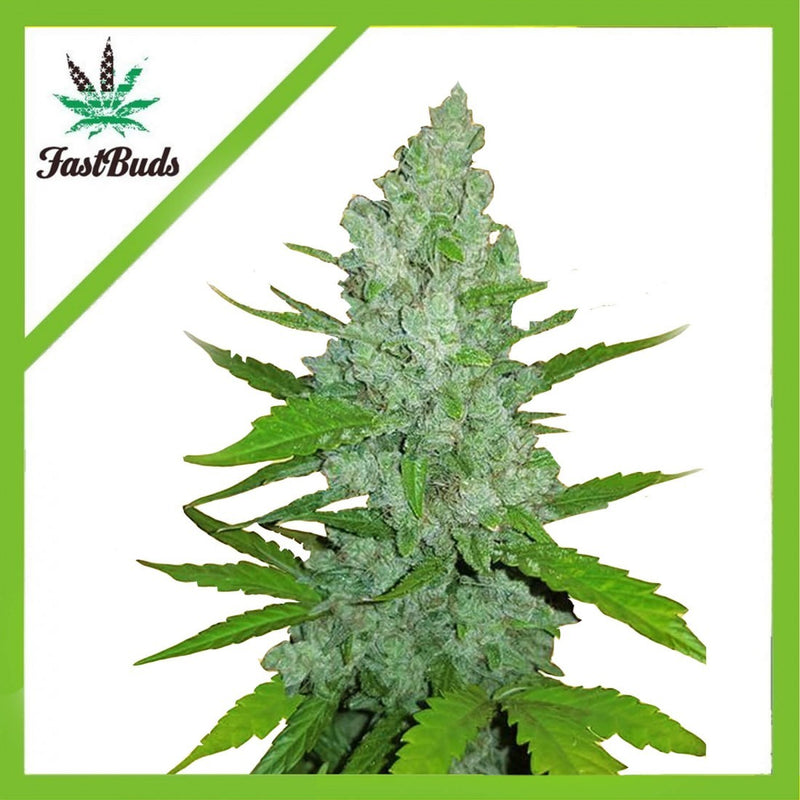 ORIGINAL SOUR DIESEL AUTO X1-FAST BUDS (DS)
