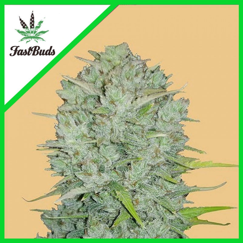 ORIGINAL NORTHERN LIGHTS AUTO X3-FAST BUDS (DS)