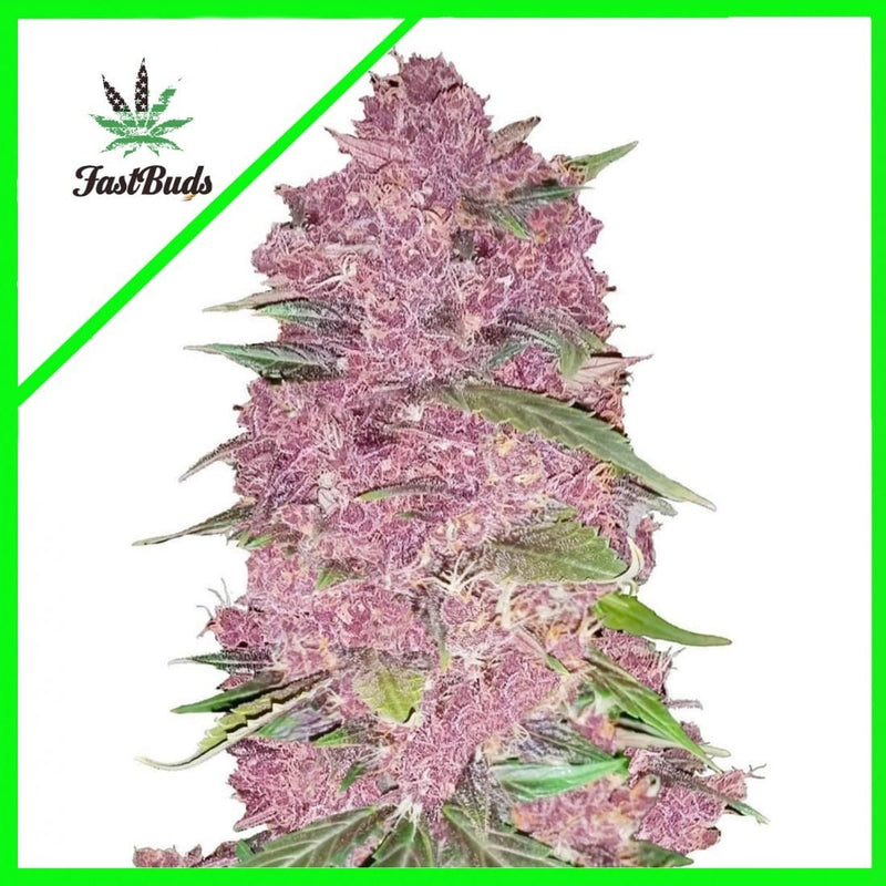 PURPLE LEMONADE AUTO X3-FAST BUDS (DS)