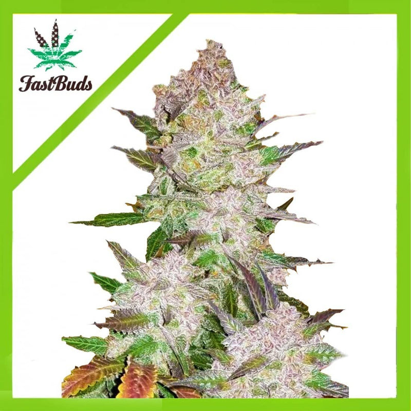 ORIGINAL WHITE WIDOWS AUTO X1-FAST BUDS (DS)