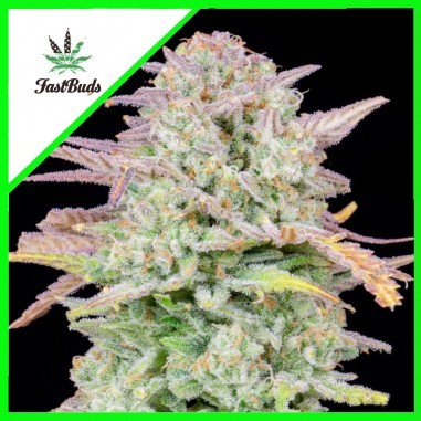 ORIGINAL TRAINWRECK AUTO X1-FAST BUDS (DS)