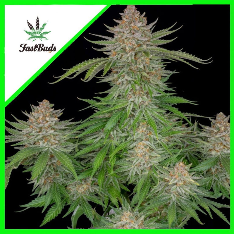 STRAWBERRY PIE AUTO X1-FAST BUDS (DS)