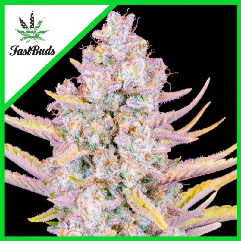 PURPLE PUNCH AUTO X1-FAST BUDS (DS)
