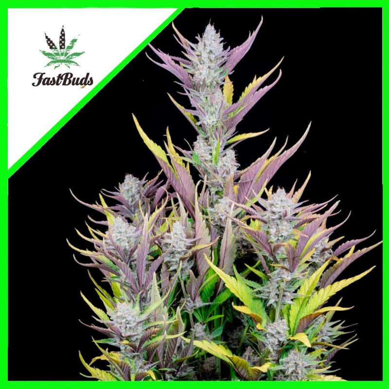 WEDDING GLUE AUTO X3-FAST BUDS (DS)