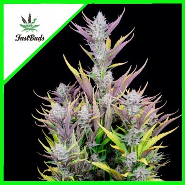 WEDDING GLUE AUTO X1-FAST BUDS (DS)