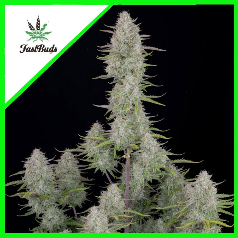 WEDDING CHEESCAKE AUTO X3-FAST BUDS (DS)