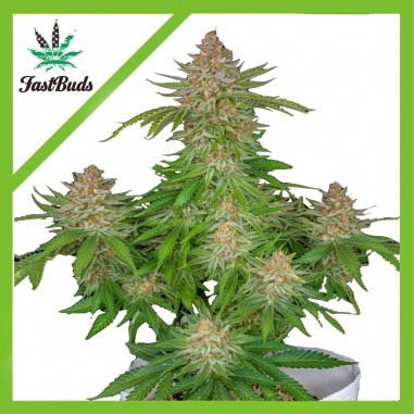 STRAWBERRY PIE AUTO X3-FAST BUDS (DS)