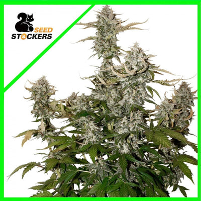 CANDY DAWG AUTO X3-SEEDSTOCKERS (DS)