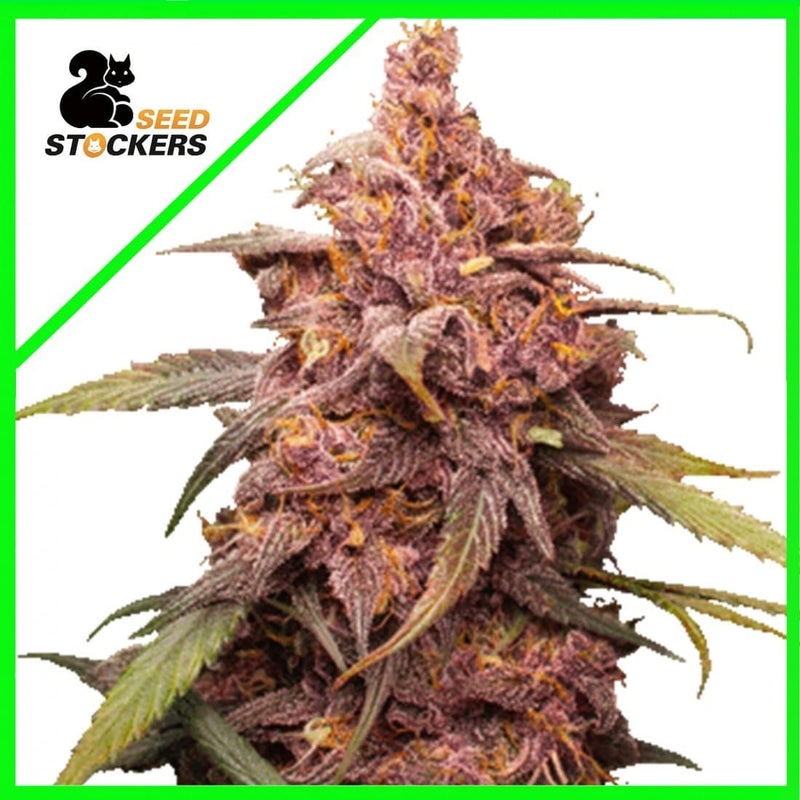 PURPLE PUNCH AUTO X3-SEEDSTOCKERS (DS)