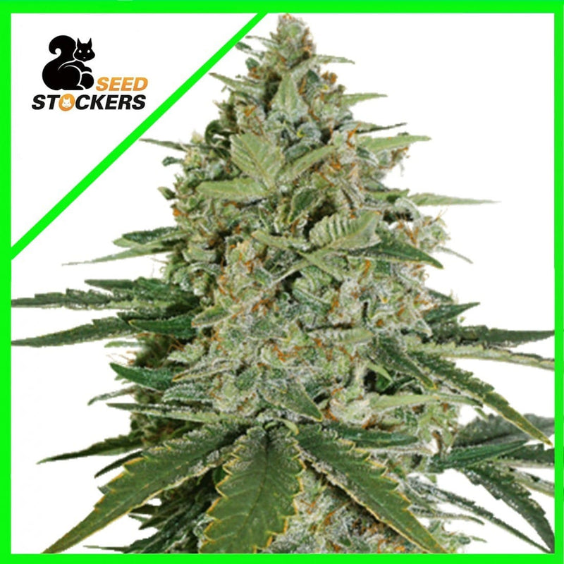 SUPER SKUNK AUTO X3-SEEDSTOCKERS (DS)
