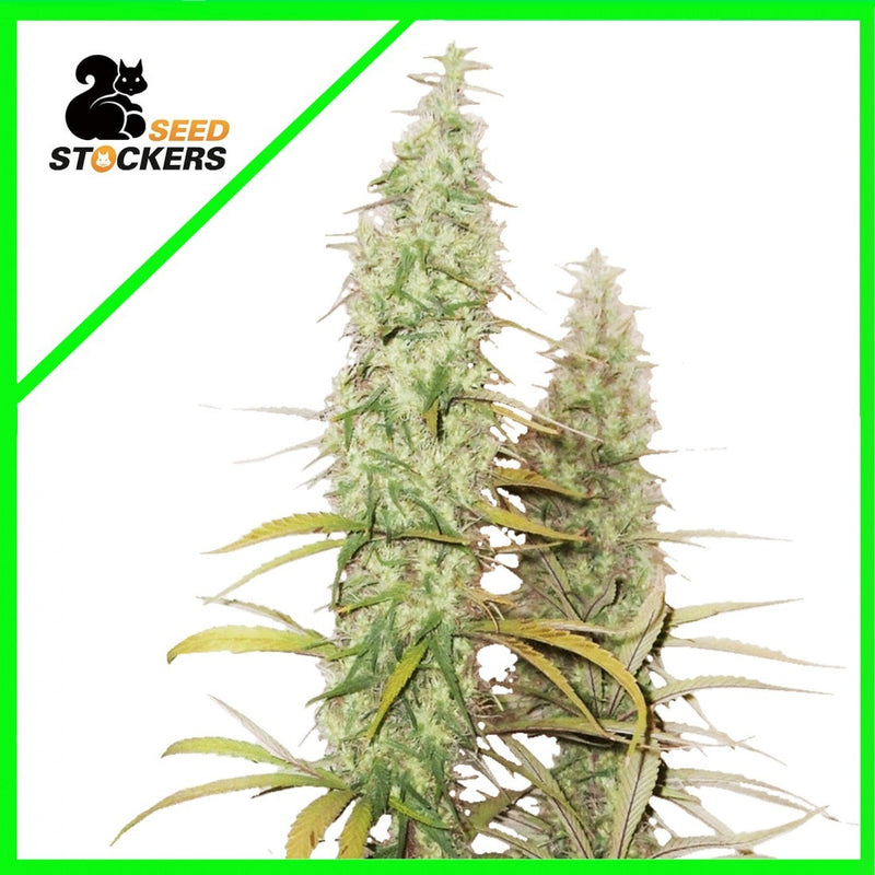 SANTA MARTA HAZE AUTO X3-SEEDSTOCKERS (DS)