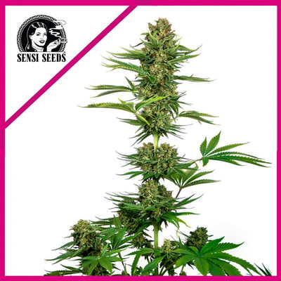 SATIN BLACK DOMINA CBD FEM X3-SENSI SEEDS (DS)