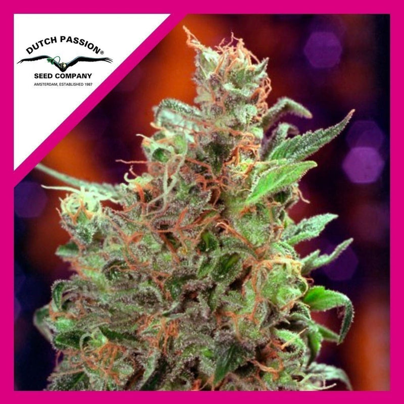 CALIFORNIAN ORANGE FEM X100-DUTCH PASSION (DS)