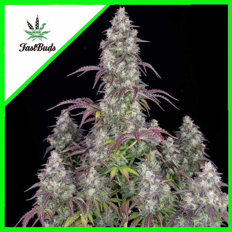 LEMON PIE AUTO X3-FAST BUDS (DS)