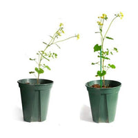 TUTORES PLASTICOS 150CM (10 UND) (DS)