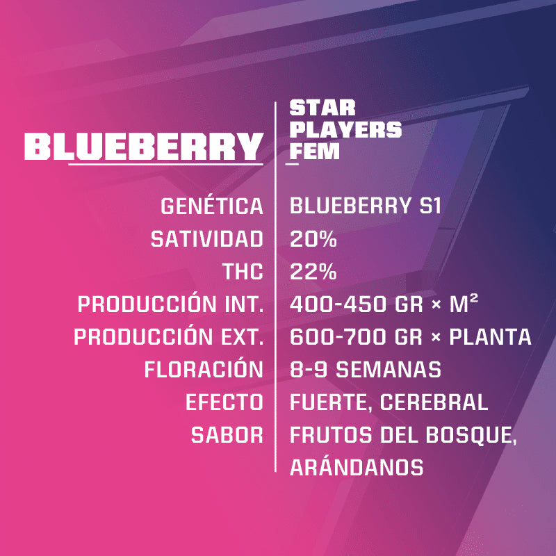 BLUE BERRY FEM X4-BSF (DS)