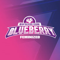 BLUE BERRY FEM X4-BSF (DS)