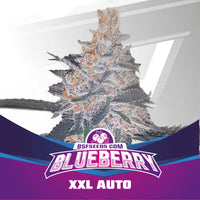 BLUE BERRY AUTO X4 -BSF (DS)