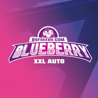 BLUE BERRY AUTO X7 -BSF (DS)