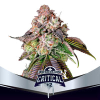 CRITICAL +2 FEM X4 -BSF (DS)