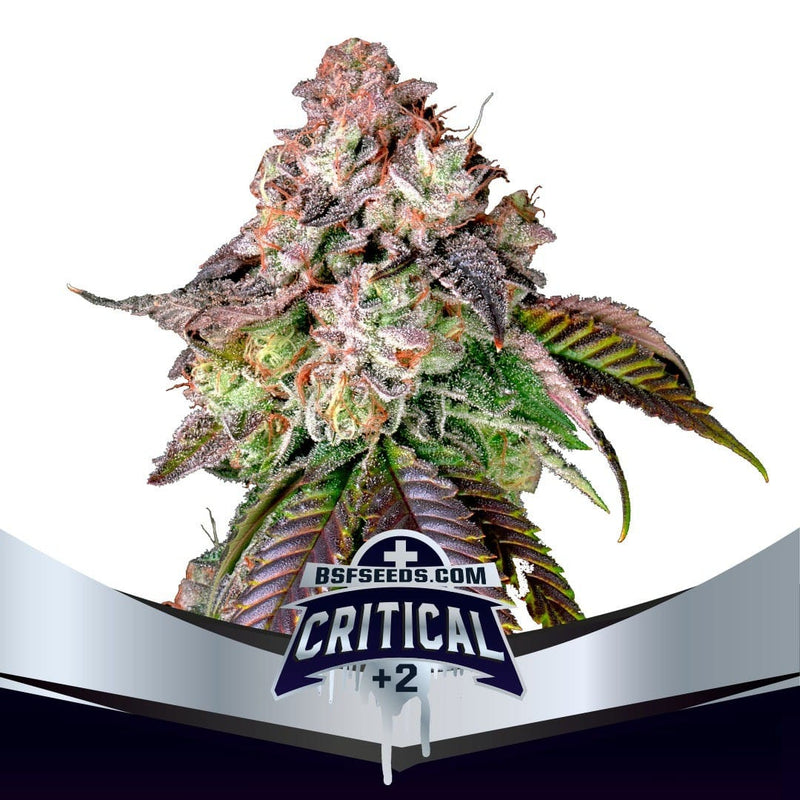 CRITICAL +2 FEM X4 -BSF (DS)