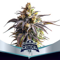 CRITICAL +2 XXL AUTO X4 -BSF (DS)
