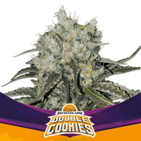 DOUBLE COOKIES SP FEM X4 -BSF (DS)