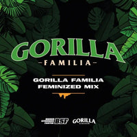 GORILLA FAMILIA FEM X12 -BSF (DS)