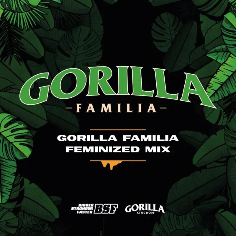 GORILLA FAMILIA FEM X12 -BSF (DS)