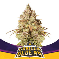 GORILLA GLUE N4 FEM X4-BSF (DS)