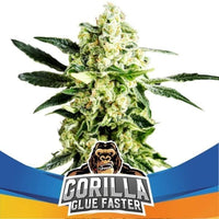 GORILLA GLUE FASTER FEM X4 - BSF (DS)
