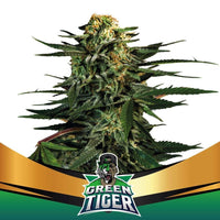GREEN TIGER FAST FEM X7-BSF (DS)