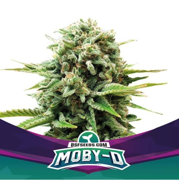 MOBY-D FEM X4-BSF (DS)