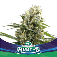 MOBY-D XXL AUTO X4-BSF (DS)