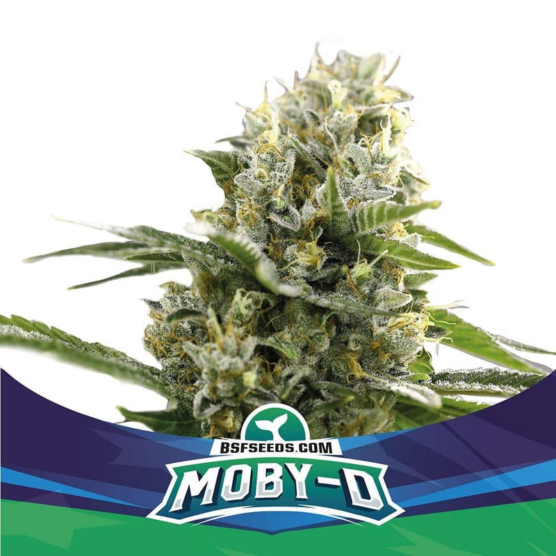 MOBY-D XXL AUTO X4-BSF (DS)