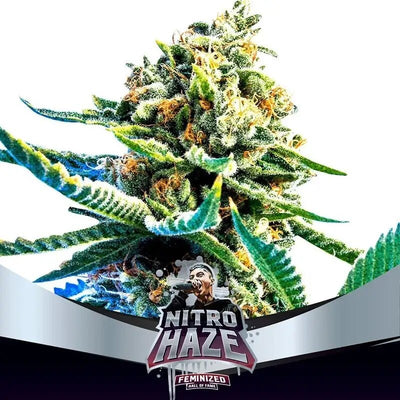 NITRO HAZE FEM X7-BSF (DS)