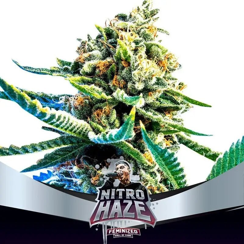 NITRO HAZE FEM X7-BSF (DS)