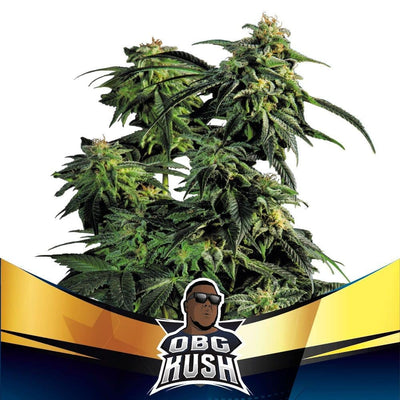 OBG KUSH FAST FEM X4-BSF (DS)