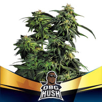 OBG KUSH FAST FEM X4-BSF (DS)