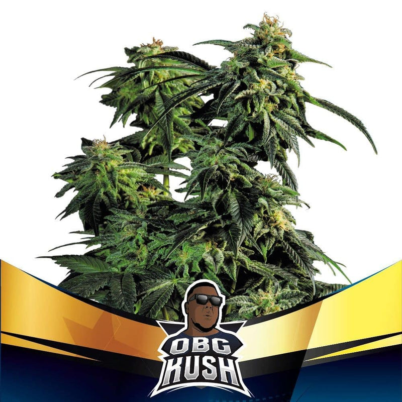 OBG KUSH FAST FEM X4-BSF (DS)