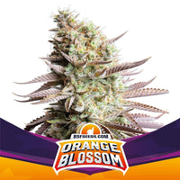 ORANGE BLOSSOM FEM X4 -BSF (DS)