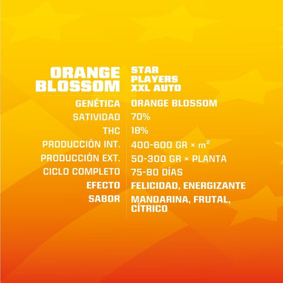 ORANGE BLOSSOM XXL AUTO X4 -BSF (DS)
