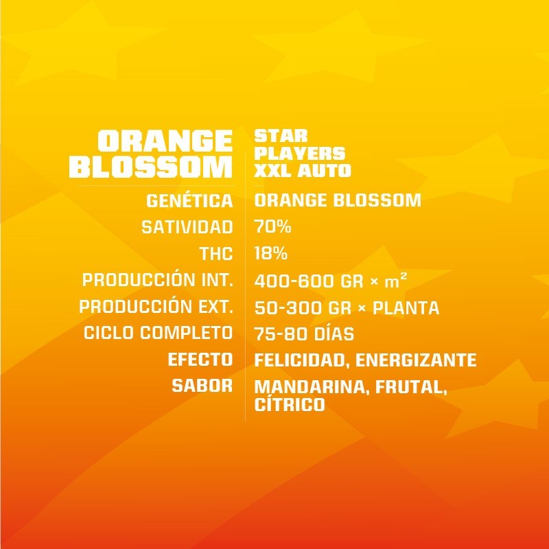 ORANGE BLOSSOM XXL AUTO X4 -BSF (DS)