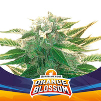 ORANGE BLOSSOM XXL AUTO X4 -BSF (DS)