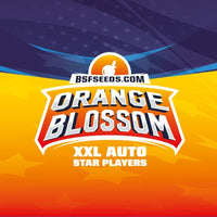 ORANGE BLOSSOM XXL AUTO X7 -BSF (DS)