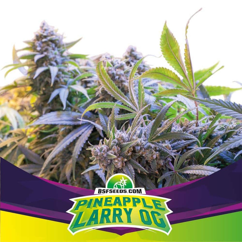PINEAPLE LARRY OG FEM X4 -BSF (DS)