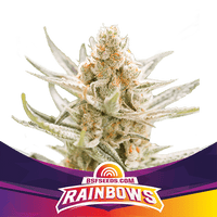 RAINBOWS FEM X4 -BSF (DS)