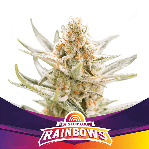 RAINBOWS FEM X4 -BSF (DS)