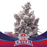 RED CRITICAL AUTO X4 -BSF (DS)