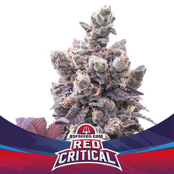 RED CRITICAL AUTO X4 -BSF (DS)